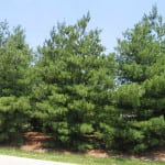 Pine tree for survival